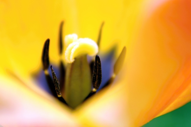 DSC_0402 tulipán